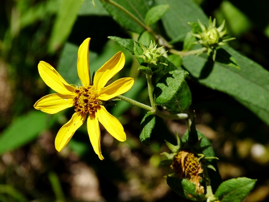 {Helianthus hirsutus}